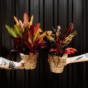 Codiaeum_Variegatum_Mammi