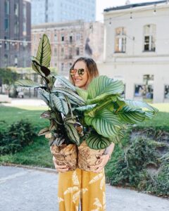 Calathea_white_star_orbifolia