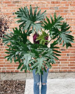 Philodendron_filodendron_selloum