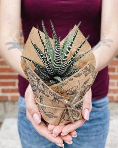 Haworthia_fasciata_big_band