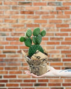 Opuncja_drobnokolczasta_microdasys_1