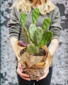 Opuncja_figowa_vulgaris