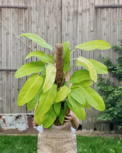 Philodendron_malay_gold