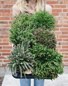 Rhipsalis_mix