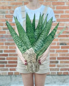 Sansevieria_zeylanica