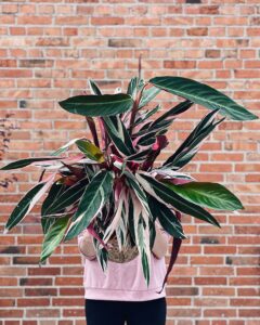 Calathea_Stromanthe_Triostar