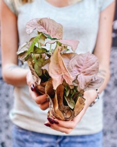 Syngonium_neon_robusta