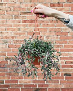 Senecio_Herreianus_Purple_Flush