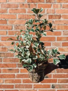 Ficus_Triangularis