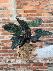 Calathea_Ornata