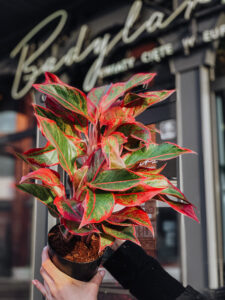 Aglaonema_Siam_Aurora