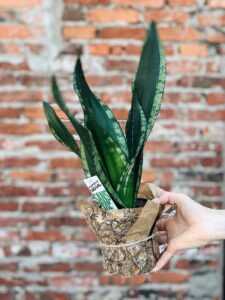 Sansevieria_Silver_Flame