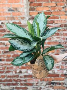 Aglaonema_Silver_Bay
