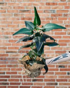 Kalanchoe_Daigremontiana